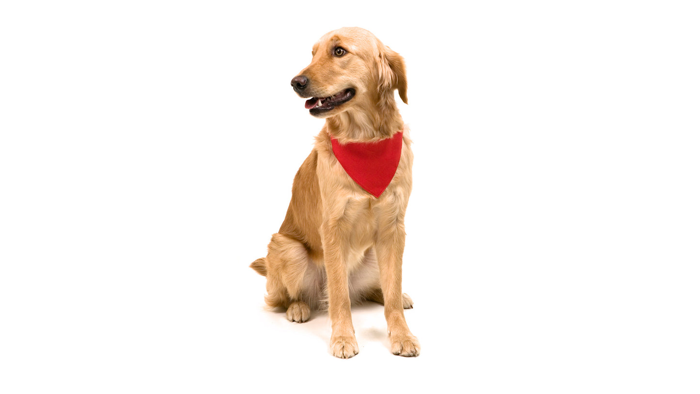 COLLAR BANDANA ROCO