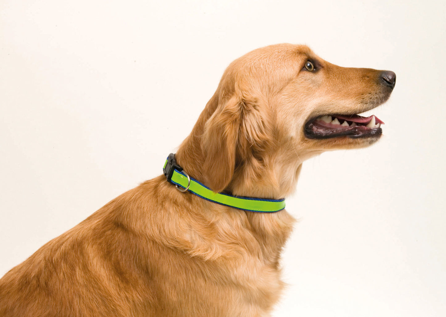 COLLAR MUTTLEY