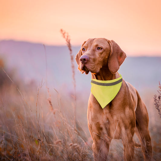 COLLAR BANDANA BIPOLS